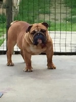 Étalon Bulldog Anglais - O.tiramissu du domaine de Cateline