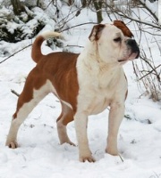 Étalon Bulldog continental - Bona frida cool dog star