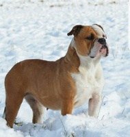 Étalon Bulldog continental - Dasha cool dog star