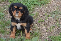 Étalon Cavalier King Charles Spaniel - Olive Des Fripouilles