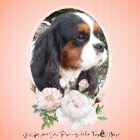 Étalon Cavalier King Charles Spaniel - Just for me jessie des Princes de la foret noire