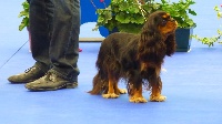 Étalon Cavalier King Charles Spaniel - Omahé black of Sevijean's