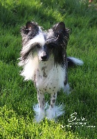 Étalon Chien chinois à crête - CH. Exotic Spirit One touch of-elegance