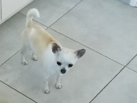 Étalon Chihuahua - N'gelina of Alixora Blue