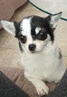 Étalon Chihuahua - Nana des Petits Azteques