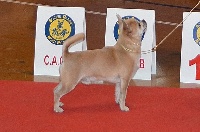 Étalon Chihuahua - CH. Malibu coco Des Ours Gris