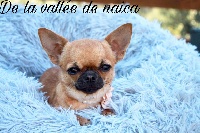 Étalon Chihuahua - Organza Des Petits Barons Du Pioch