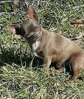 Étalon Chihuahua - Okarina Des muses du haut forez