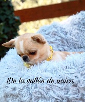 Étalon Chihuahua - Obade Des Minis Pepites