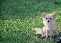 Étalon Chihuahua - Lilou Des plaines de cornouailles
