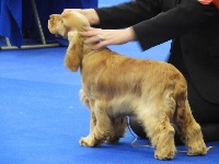 Étalon Cocker Spaniel Anglais - Noblesse oblige des vignes du roy