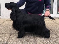 Étalon Cocker Spaniel Anglais - CH. Lady million du Domaine de Kérarzic Vilin