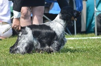 Étalon Cocker Spaniel Anglais - CH. Corralet Very happy dit kiki