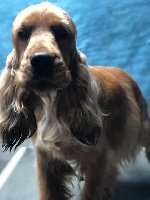 Étalon Cocker Spaniel Anglais - Mamour Des Hurlevents De Nuas