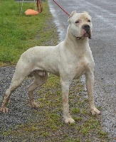 Étalon Dogo Argentino - Lucien del Sueno Latino