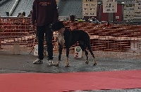 Étalon Dogue allemand - Quiss domaine des apollons