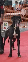 Étalon Dogue allemand - Moon Au Royaume De Leyla