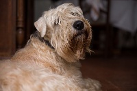 Étalon Irish Soft Coated Wheaten Terrier - Gary from the soft Estate of Drogheda