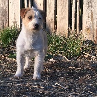 Étalon Jack Russell Terrier - Marilyn monroe du Vallon de l'Alba