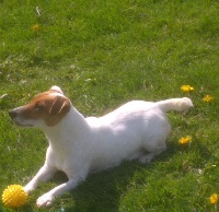 Étalon Jack Russell Terrier - Mona vom Konigsweiler