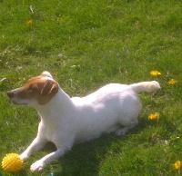 Étalon Jack Russell Terrier - Mona vom Konigsweiler