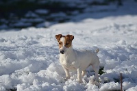 Étalon Jack Russell Terrier - Noisette Du Grand Cèdre Bleu