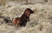 Étalon Setter irlandais rouge - O'p De Causses Et D'Aubrac