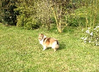 Étalon Shetland Sheepdog - Maïa De goazilec