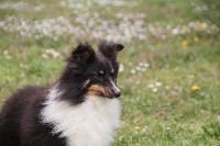 Étalon Shetland Sheepdog - Vanora Jone's Margot