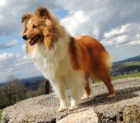 Étalon Shetland Sheepdog - On the way to glory de Kertanhyys