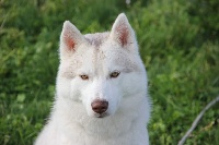 Étalon Siberian Husky - Kara - okami the sun goddess in The Land Of Wolves