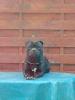 Étalon Staffordshire Bull Terrier - Nico Des Brym de la Provote