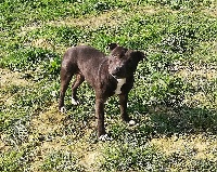 Étalon Staffordshire Bull Terrier - Everybody's Got M'carbone
