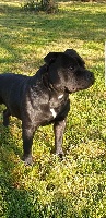 Étalon Staffordshire Bull Terrier - Narco Lotus Black Angel