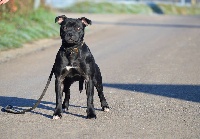 Étalon Staffordshire Bull Terrier - Oh la la Los Guardianes De La Casa