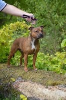 Étalon Staffordshire Bull Terrier - Nola Los Guardianes De La Casa