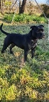 Étalon Staffordshire Bull Terrier - Nala Lotus Black Angel
