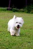 Étalon West Highland White Terrier - Nulle n'est parfaite (Sans Affixe)