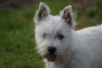 Étalon West Highland White Terrier - Jingle song du domaine de la charme