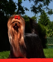 Étalon Yorkshire Terrier - Jch   manhattan girl du Gué de l'Adour