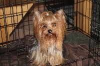 Étalon Yorkshire Terrier - Jericho D'ivena des lys