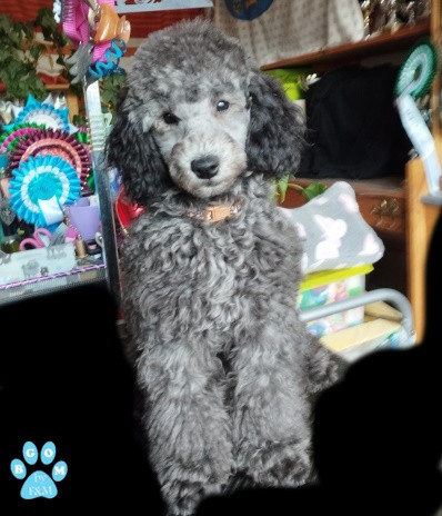 A VENDRE - caniche nain gris The beautiful grey of marysa