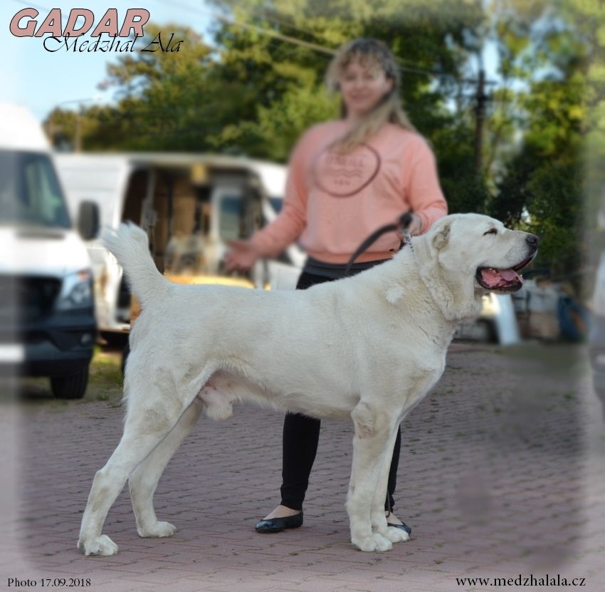 Chien Elevage Medzhal Ala Eleveur De Chiens Berger D