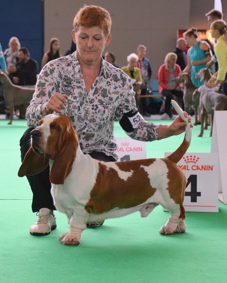 Les Basset Hound de l'affixe   du roi des lacs