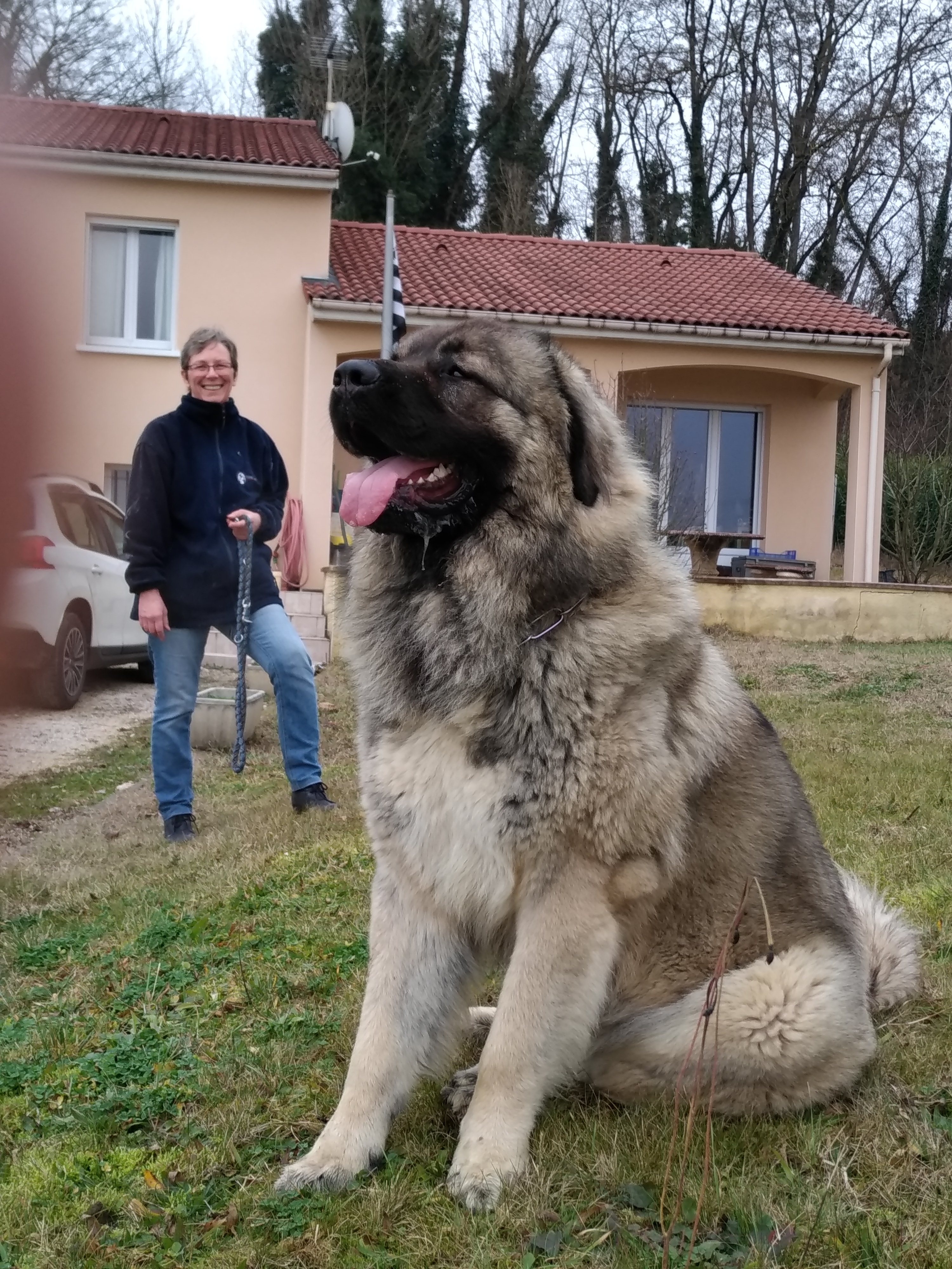 Mastok Maï Sous Le Bramafan Chien De Race Toutes Races En