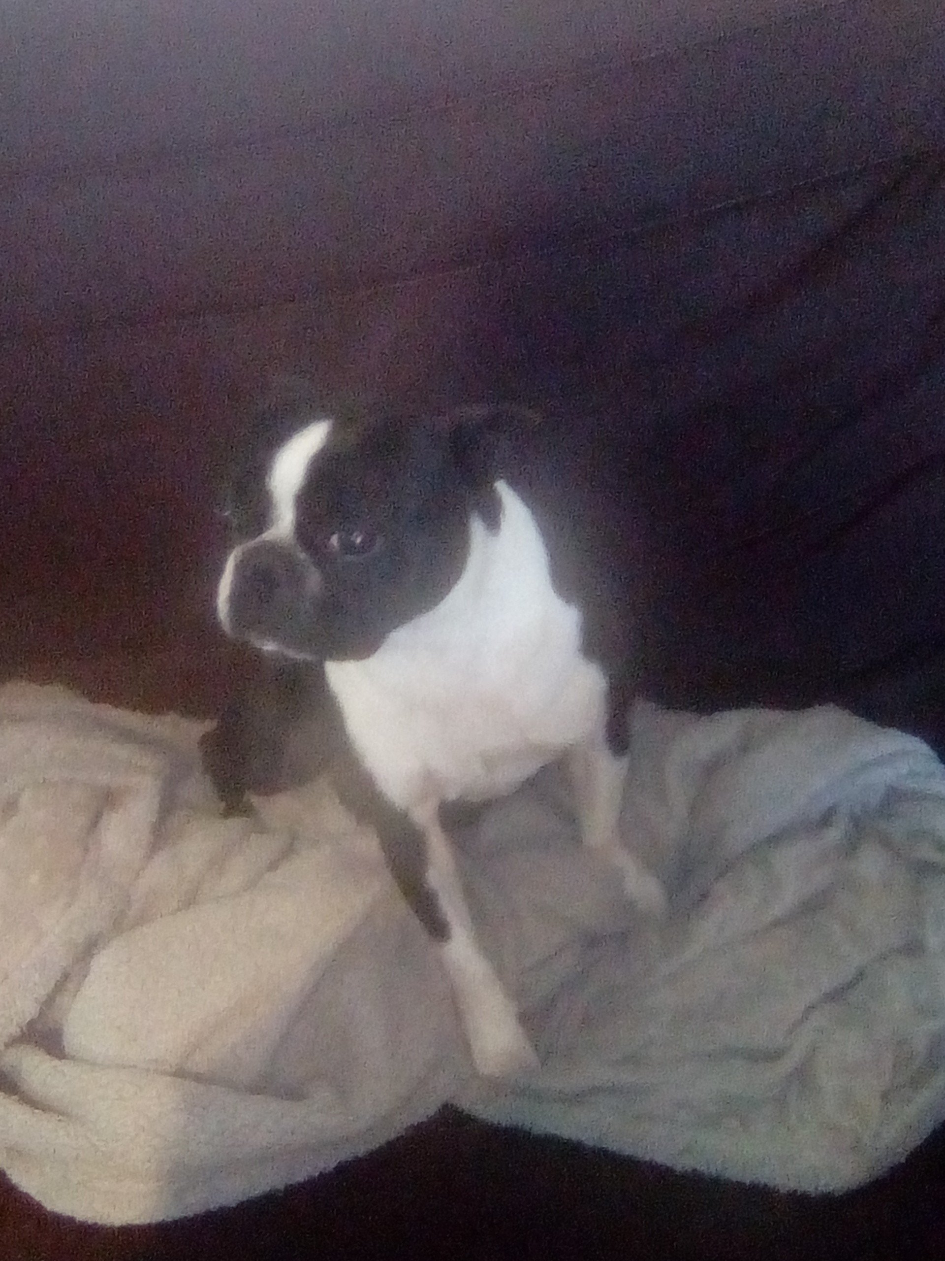 Les Boston Terrier de l'affixe   Des Jardins De Lovely