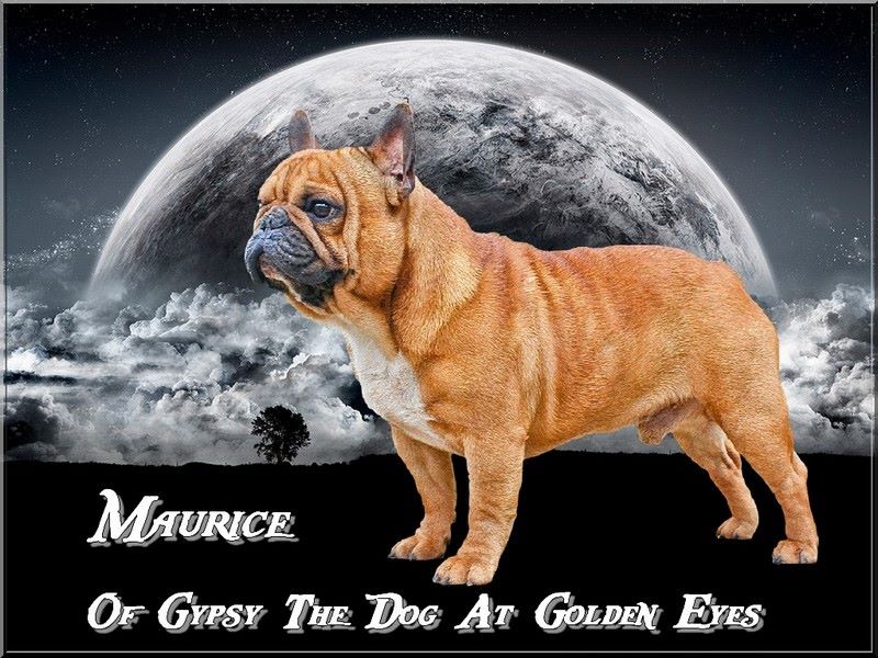 Maurice of gypsy the dog at golden eyes