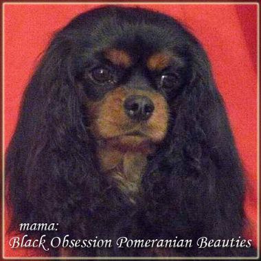 black obsession Pomeranian beauties
