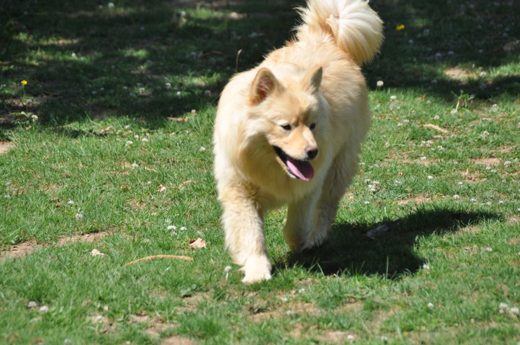 Accueil Elevage Du Souvenir De Tootsie Eleveur De Chiens