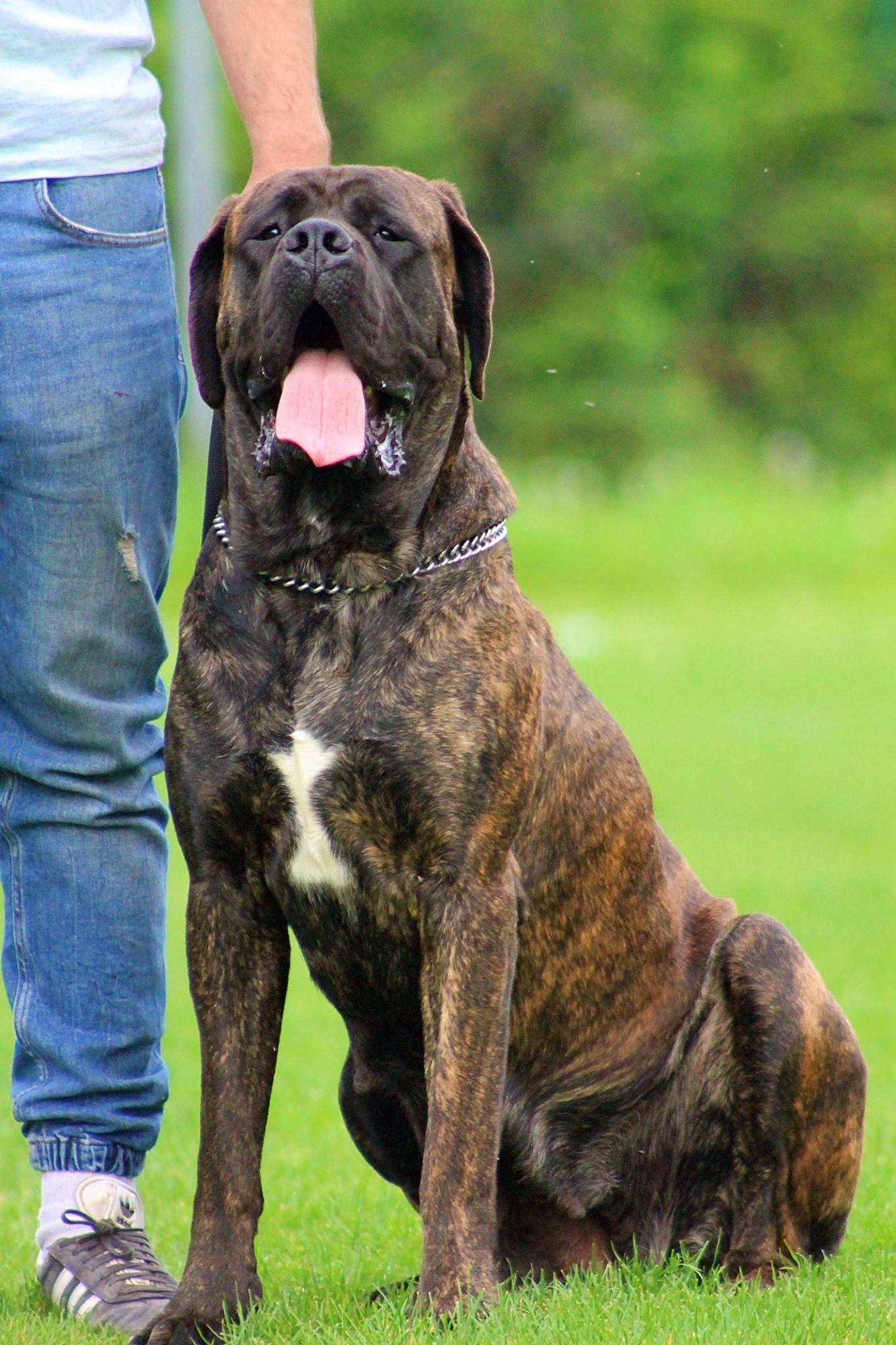 Les Mastiff de l'affixe   Du Domaine Du Malistiff